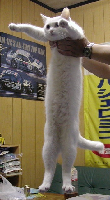 Longcat is loooong